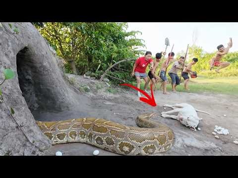 Horrifying! 5 Brave hunters use chainsaws to confront ferocious giant python in a cave.