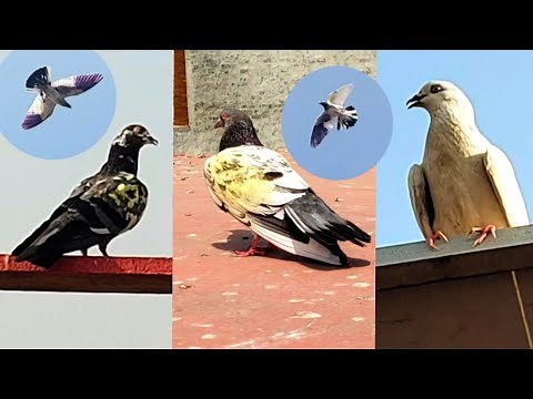 15 Kabootar Wala Cup | Pigeon Landing || Hashim Mahmood Pigeons