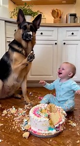 Baby Blames Dog for Cake Disaster! 😂🎂 | Baby Pet Films
