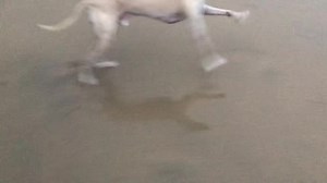 Fast, wet and Sandy, just how we like it. | Billy Whippet