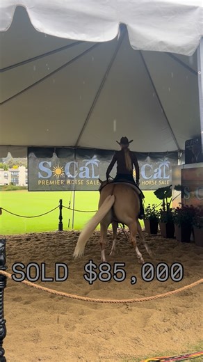 𝑷𝒓𝒆𝒎𝒊𝒆𝒓 𝑯𝒐𝒓𝒔𝒆 𝑺𝒂𝒍𝒆𝒔 on Instagram: "SOLD $85,000 Watch livestream here⤵️ https://www.premierhorsesales.com/livestreams/"