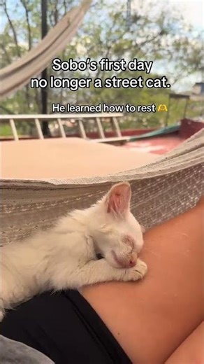 @kittysobo: Learning how to rest. 🤍 #cat #catlover #kitty