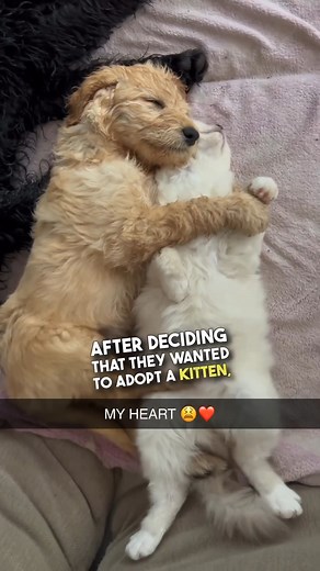 This cat and dog are best friends 😭❤️ #dogs #cats #adorableanimals #bestfriends #petcuddles #puppy #kittens 🎥 (@fabulous_doodle via ViralHog) | Brennan Rogers
