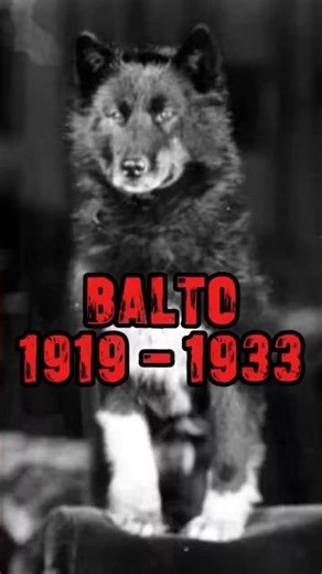 This Dog Saved a Town from epidemic – Balto’s True Story #trueanimalstories #animalheroes #dog