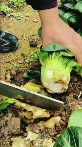 Bok Choy Harvesting: Precision Cleaver Knife Slicing and Base Trimming Technique 🥬🔪✨