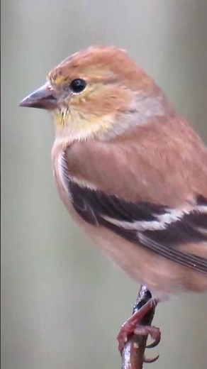 American GOLDFINCH Male VS Female ⚤ Animal Fact Files #facts #animals #wildlife