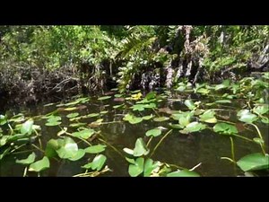 🎧 Sounds Of Frogs Croaking 2 Hours - Frosch quaken - Kurbağa Sesi - rana suono