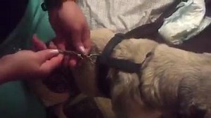 "I've uploaded this video in hopes that someone out there with an incontinent male dog can find a solution to potty accidents. This is for male dogs that cannot hold their urine. Buster is 13 1/2 yrs old and suddenly lost bladder control over two years ago. He has severe hip dysplasia and nerve damage all of which cannot be corrected. He is not in pain and still loves life so we had to find a solution for our baby! Please comment with any questions. Good luck to you and your furry babies" | Pugs