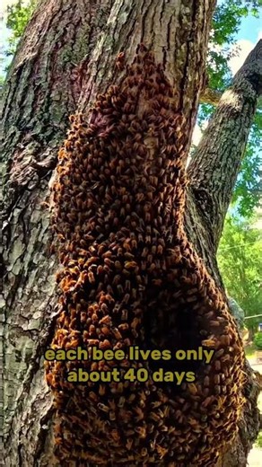 How much honey one bee makes in its lifetime