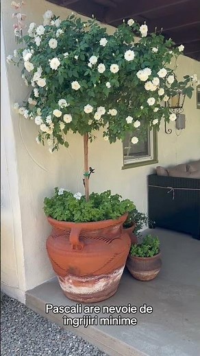 🌹 Trandafirul Pomisor Pascali – începutul unei grădini pline de rafinament