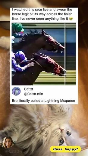 This is Catttt！laugh out loud.#funny#funnymemesvide0s #fyp #memes