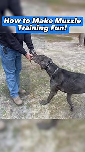 11K views · 116 reactions | Dog Trainer Chad works with a Great Dane on muzzle training and how to make it a fun game for the dog to wear it #dogs #dogtraining #dogtrainer #dogtrainingtips #greatdane | Canine Revolution Dog Training | Facebook