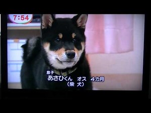 きょうのわんこ