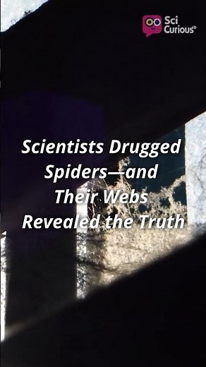 NASA Got Spiders High… The Results Were Hilariously Disturbing