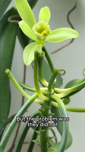Did You Know Vanilla Comes From an Orchid?