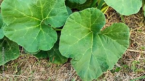 Selective focus on some Bottle gourd leaves moving in the wind with a blurred background. Lagenaria siceraria, labu air, labu sayur or Calabash