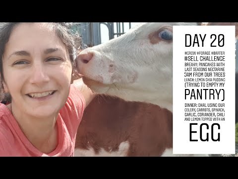 Castrating Our Bull Calves