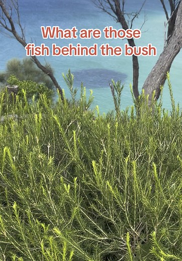 Discovering Hidden Fishing Spots in Nature