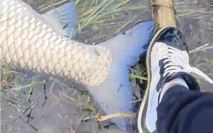 ''真TM绝了，再看一遍'' «246»