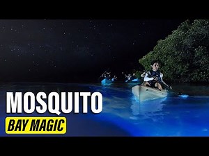 Mosquito Bay: Explore Puerto Rico’s Magical Glowing Waters