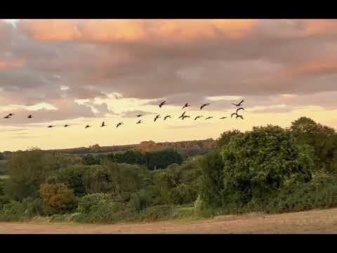 Large Flock of Canadian geese flying over Kent countryside UK