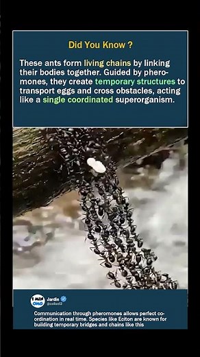 Ants Form a Living Bridge to Save Their Eggs