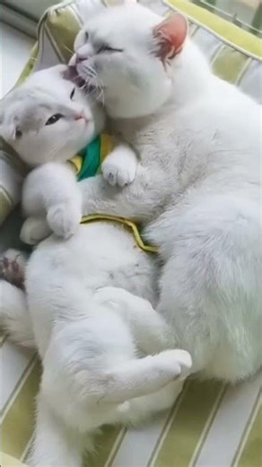 Proof that Cats are the Most Affectionate Creatures #cat #cute