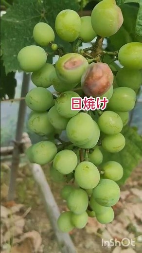 シャインマスカット家庭菜園で適当に栽培するには雨除け #農業