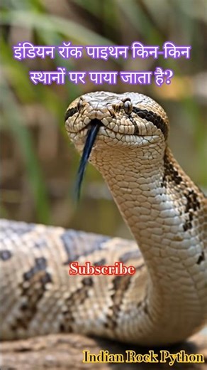 इंडियन रॉक पाइथन किन-किन स्थानों पर पाया जाता है? #IndianRockPython #WildlifeIndia #SnakeFacts