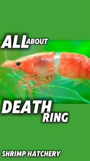 Not every ring is a death ring -Why Shrimp Get a Death Ring? -How to Avoid Death Ring in Shrimp? #shrimphatchery #neocaridinashrimp #shrimpkeeping #shrimptank #aquarium #aquariumlife #aquariumhobby #cherryshrimp | Shrimp Hatchery