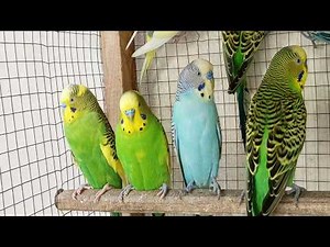 3 Hours of Parakeet Sounds and Playtime | Relaxing Budgie Chirping & Fun Moments