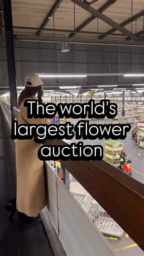 A behind the scenes look at the world's largest flower auction in Aalsmeer, Holland #RoyalFloraHolland #worldofflowers #flowerauction #aalsmeer #holland | Floyd Seh Dixon