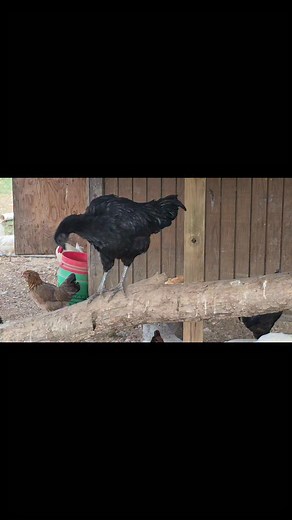 Another one of Obsidians boys, This is Carlisle, he is also growing up to be a handsome boy 🖤 | Lee Erin