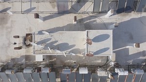 Rooftop Gardens In Botanical Gardens