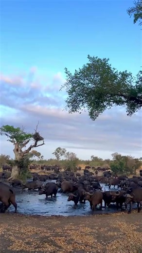 African Cape Buffalo Behavior in Kruger National Park