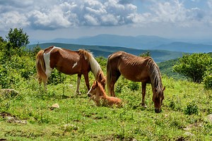 Many Wonders of Grayson Highlands State Park