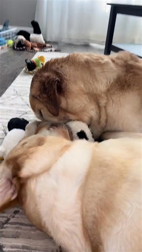 The Joy of Yellow Labs 🐶 They are soaked! 😂😂 At least he chews on them both so it's even! 😌🤣 They're so cute! Ugh, I love them! ❤️ Bobo has never known a moment of peace! 😂 Reggie does not know what personal space means! 😂😂 🤣 My dogs always have crusty ears! 🤪 Hi Reggie and Bobo! ❤️ 🤣🤣🤣 @Commander Cody: 😂🥰 Hey! I’m with BVIRAL! We’d love to share your video! Check your Instagram DMs! 🥹 Can you do the audio? I don’t want to eat candy, but the parasites in me want the candy for the