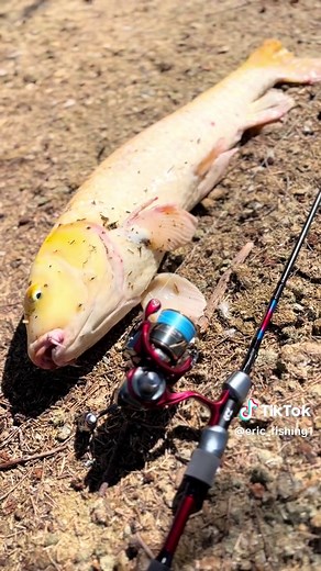 Exciting Topwater Fishing with Koi and Carp | Perth Fishing