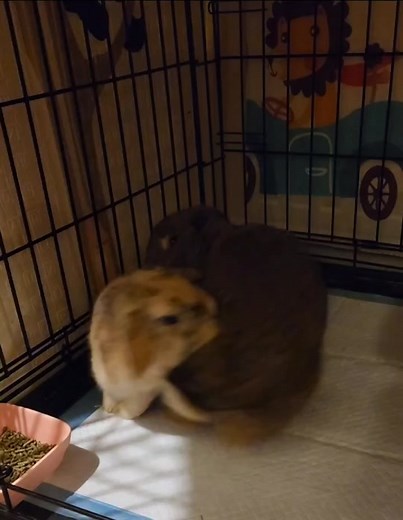Bunny Humping: The Chase of Unneutered Bunnies Explained