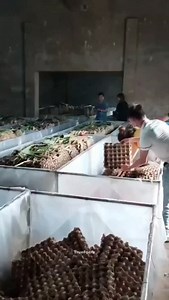 11K views · 50 reactions | Cricket farming in china | True Facts | Facebook