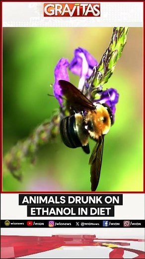 Animals Drunk On Ethanol In Diet | GRAVITAS | WION