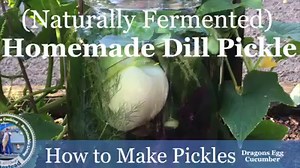 Please Share - Link to full short Music Video: https://www.youtube.com/watch?v=YiF6Z-QeUY0&index=2&list=PLjAejPnq636YpRC-Oam7VV1cxh15dLjhH&t=0s Learn how to make a Homemade Dill Pickles at home with this easy recipe! Naturally fermented pickles are so easy, delicious and so good for you. We are using unusual dragons egg Cucumber but you can you any other kinds of cucumber. How to grow this cucumber is on our How to grow cucumber playlist. Here is How to grow Dragons Eggs - How to Grow Cucumbers 