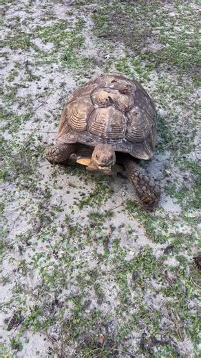 Bird poop on the shell too lol