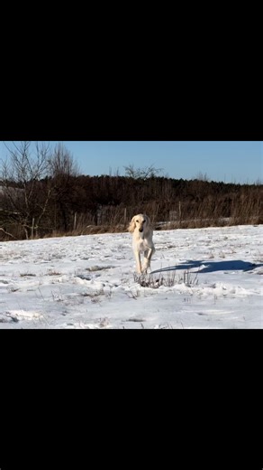 Setter in a winter . English setters and saluki in winter scenery #englishsetter #setter #saluki #fabdogs #dogs