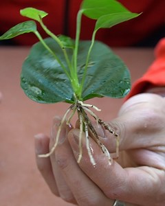 Would You Try Growing Anthuriums in Water at Home Some plant lovers explore water-based methods for growing anthuriums. This simple approach may suit small spaces and beginner setups. #Anthurium #WaterPropagation #HomeGardening #Houseplants #originalcontent #global | H&H Garden Media
