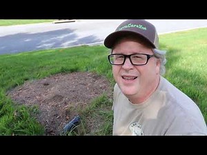 Grass after ground tree stump