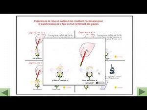 la pollinisation : 2AC