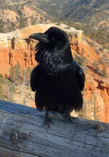 American Raven Behavior at Bryce Canyon National Park
