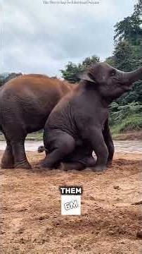 Why Elephants Use a 5th Leg (And Other Facts You Never Knew)