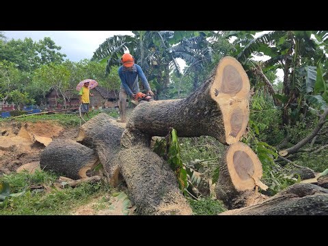Felling a Giant Tree at the Cemetery During Heavy Rain!